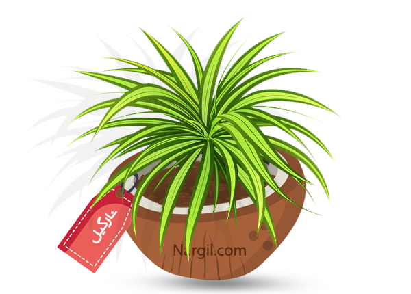 Nargil_Pandanus Veitchii